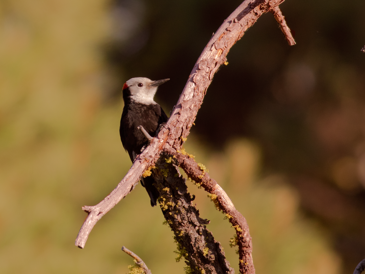 White-headed Woodpecker - ML581735911