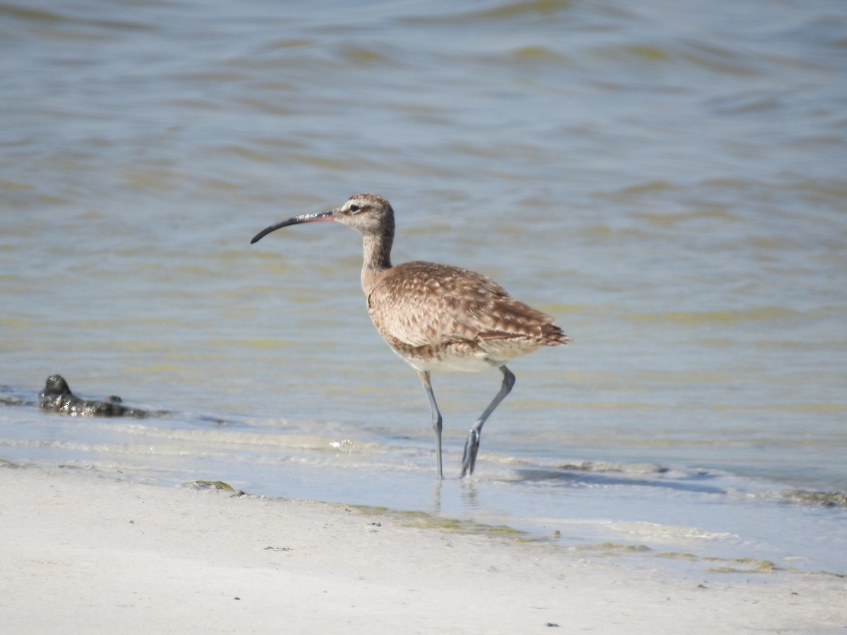 Whimbrel - Angel Castillo Birdwatching Guide