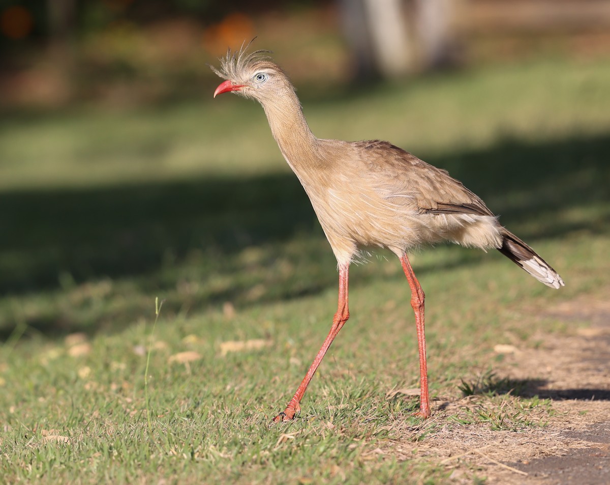 Red-legged Seriema - Michael Buckham