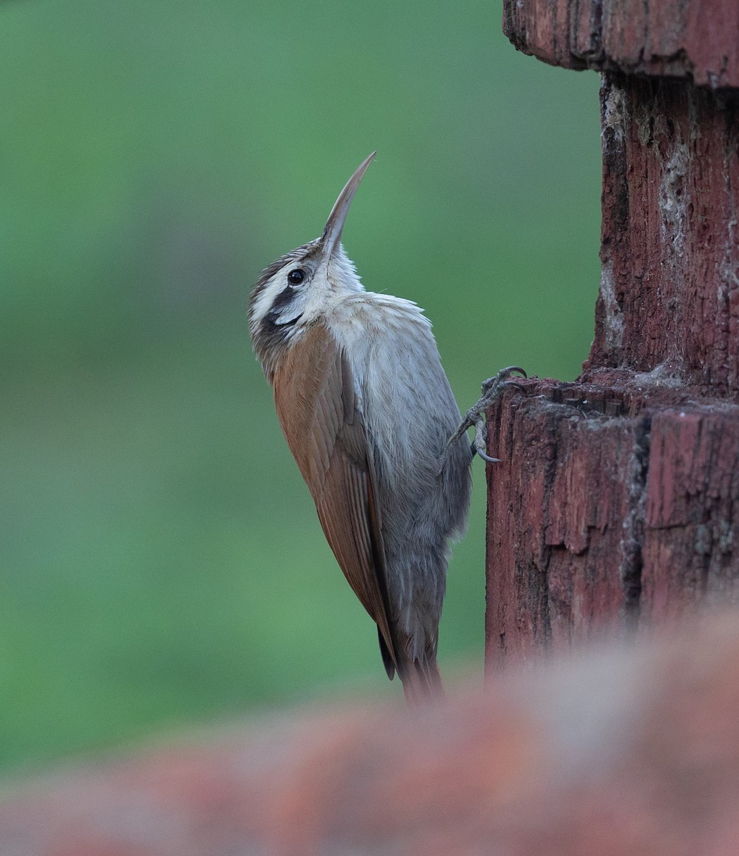 Narrow-billed Woodcreeper - ML581736571