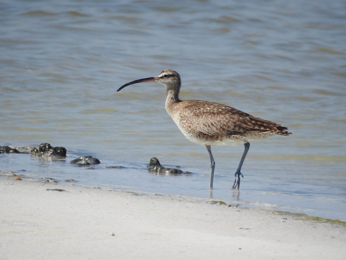 Whimbrel - ML58173661