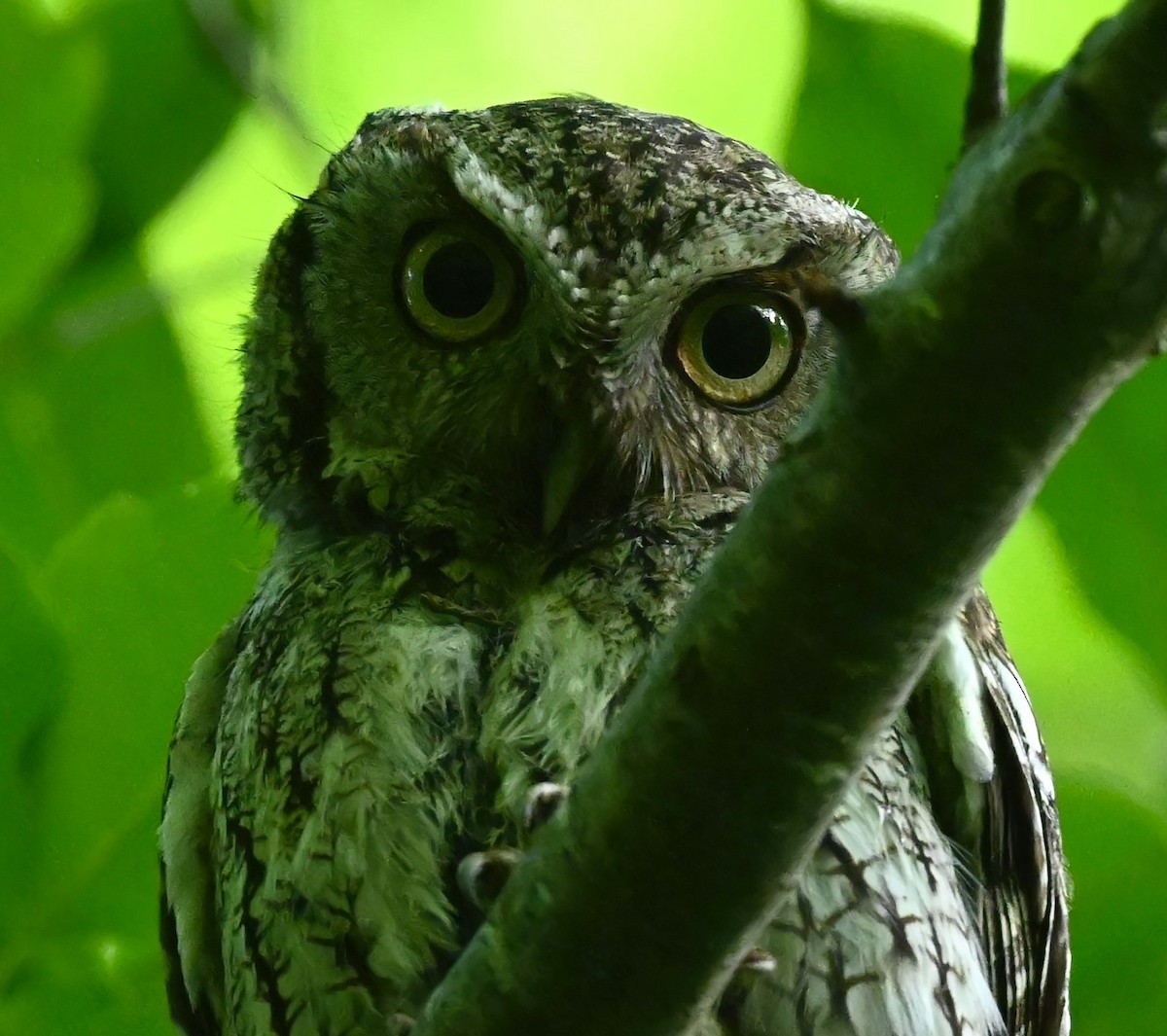 Eastern Screech-Owl - Ann Stinely