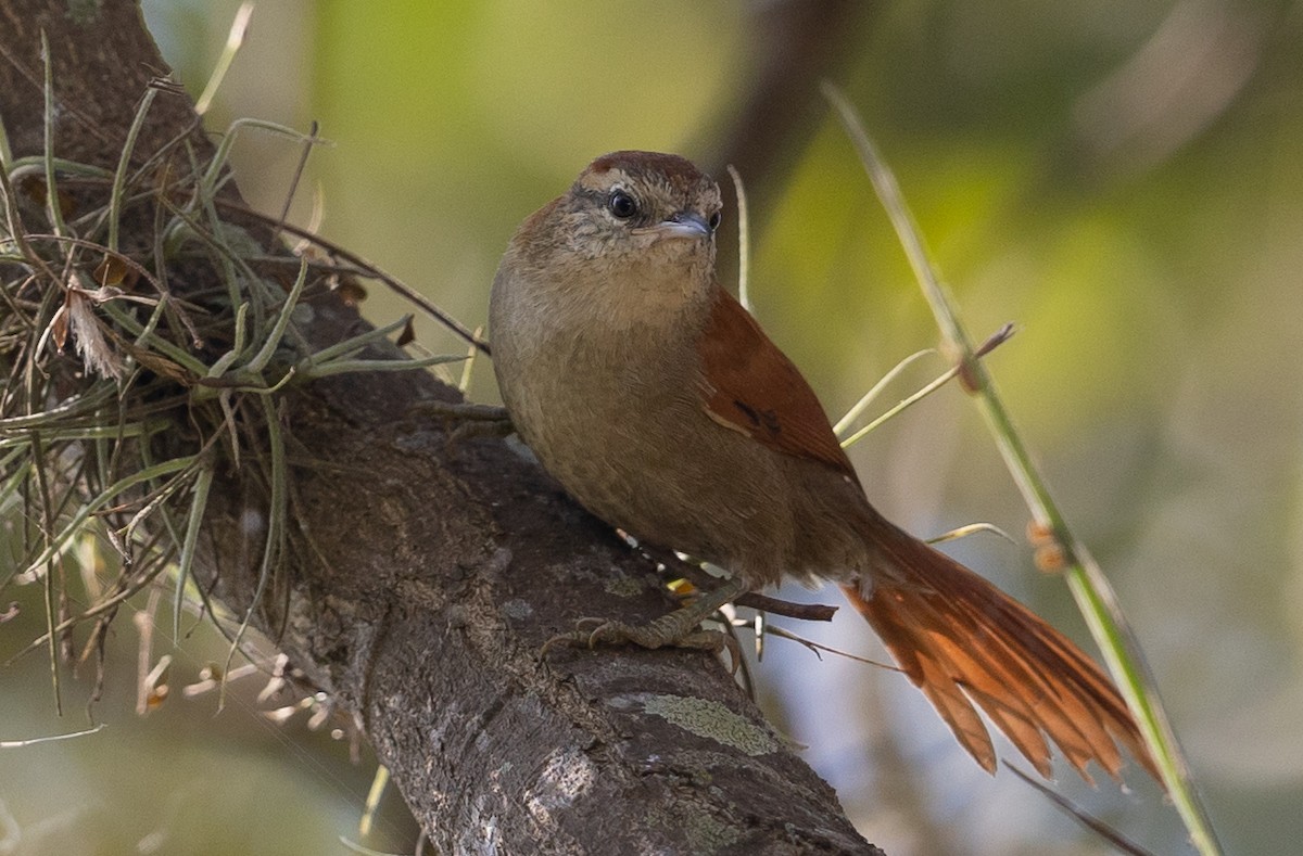 Rusty-backed Spinetail - ML581739421