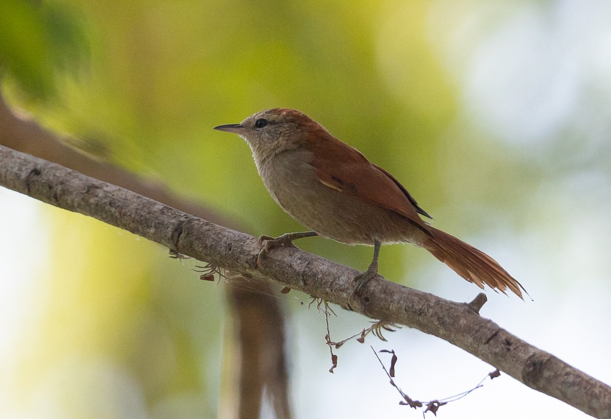 Rusty-backed Spinetail - ML581739431