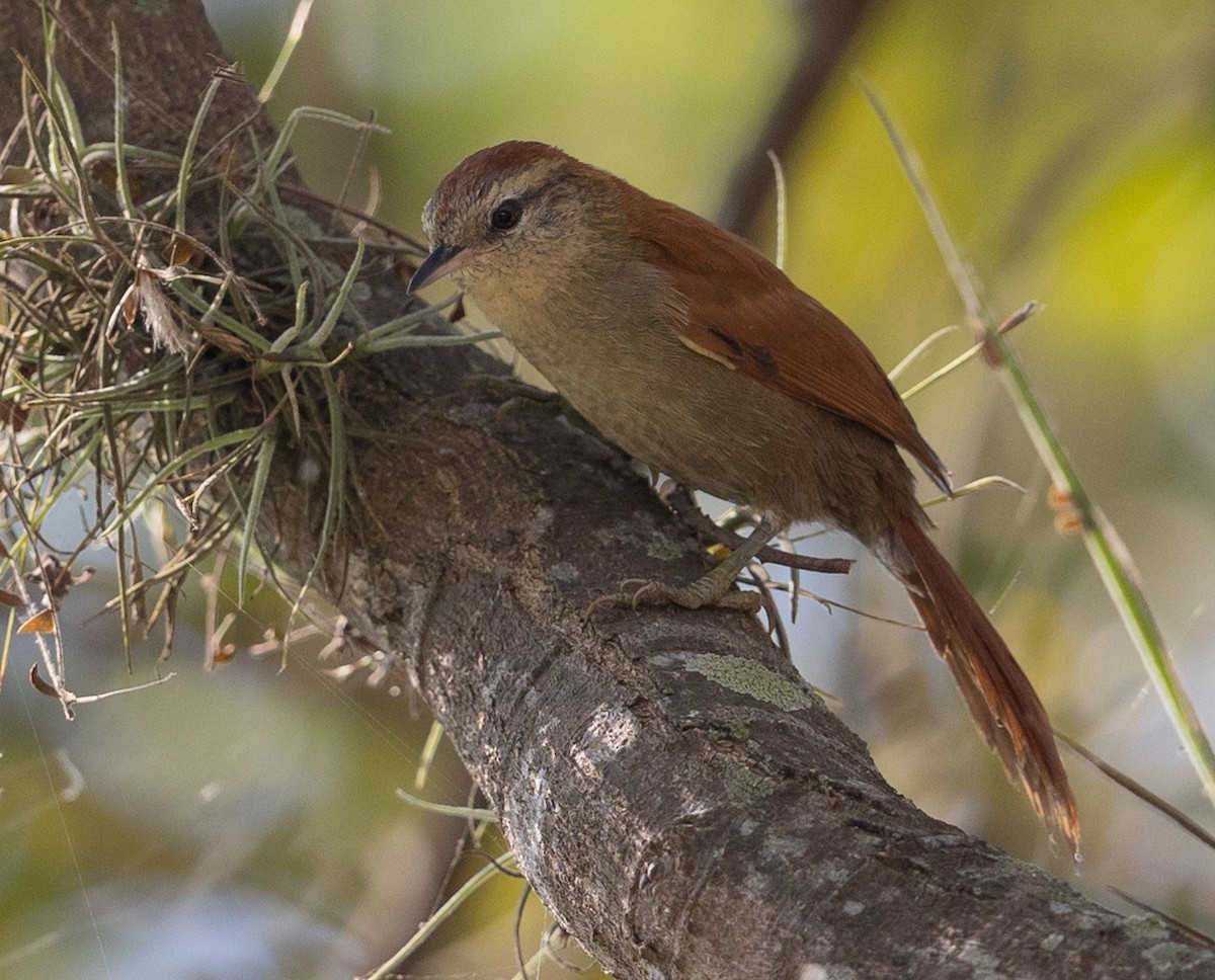 Rusty-backed Spinetail - ML581739441