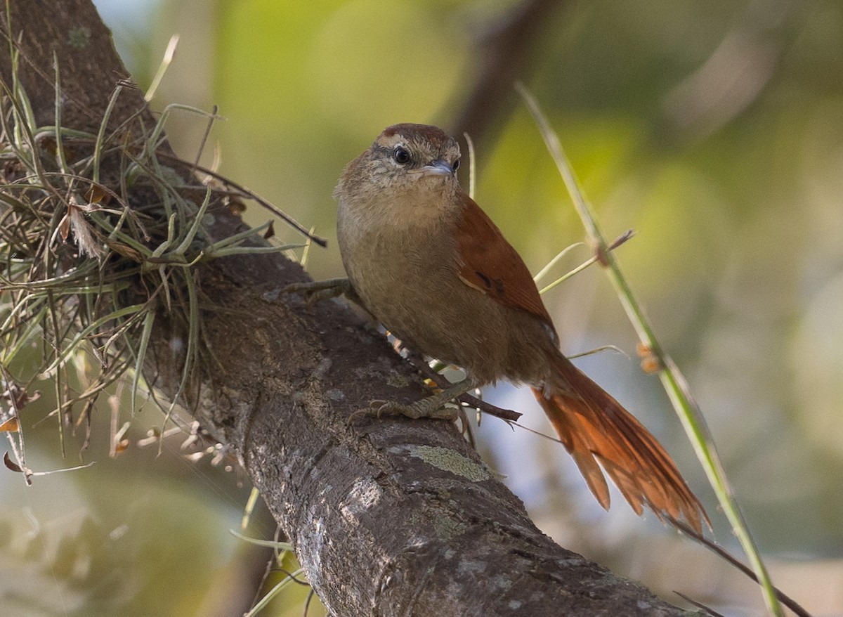 Rusty-backed Spinetail - ML581739451