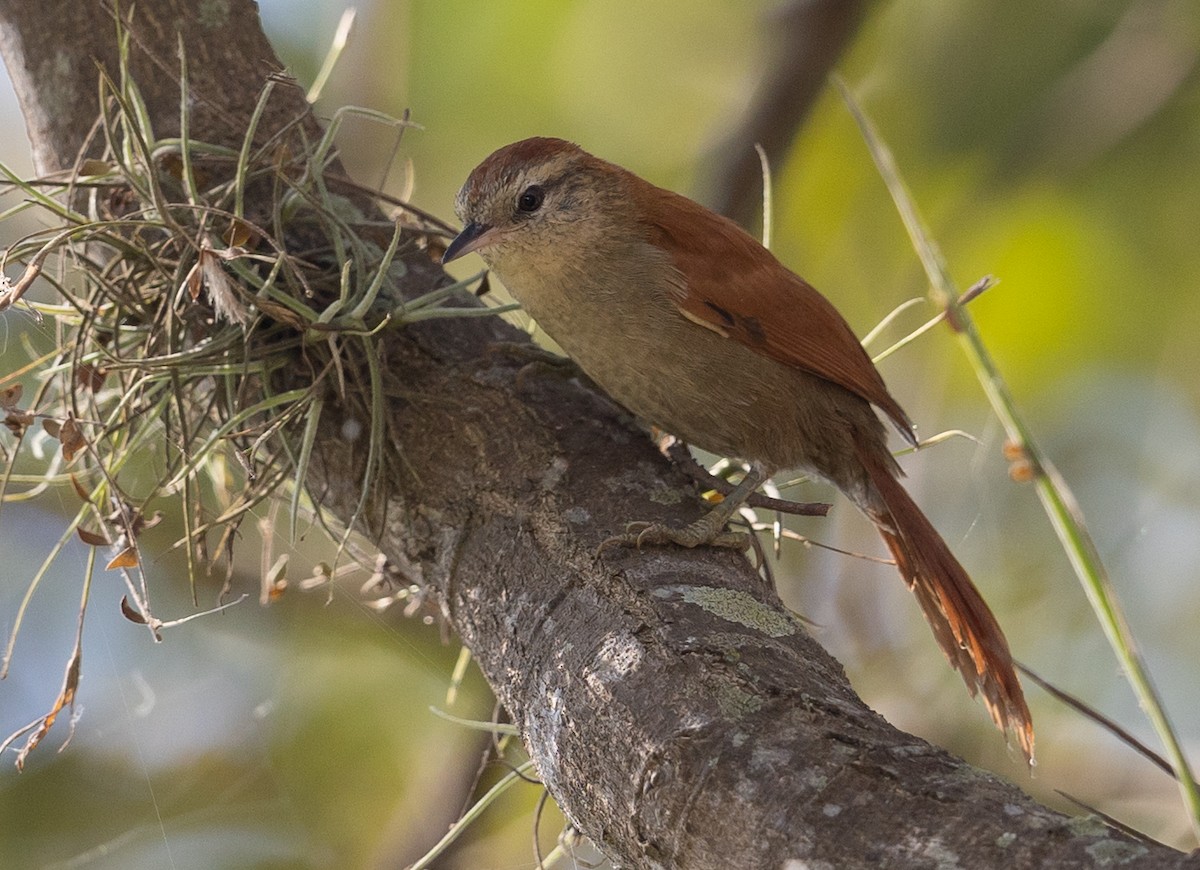 Rusty-backed Spinetail - ML581739461
