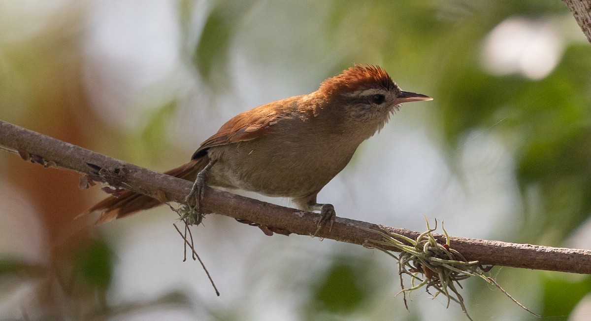 Rusty-backed Spinetail - ML581739471