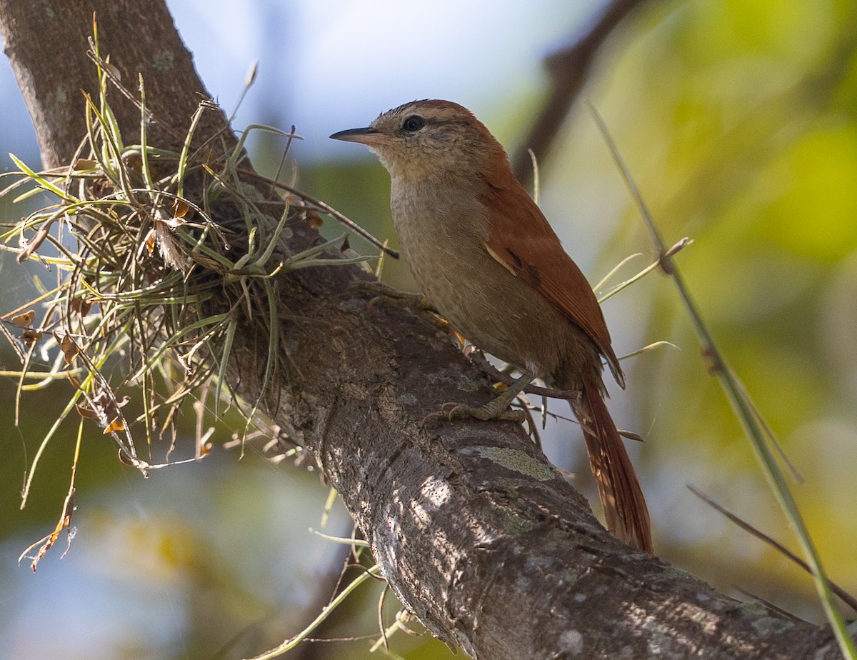 Rusty-backed Spinetail - ML581739481