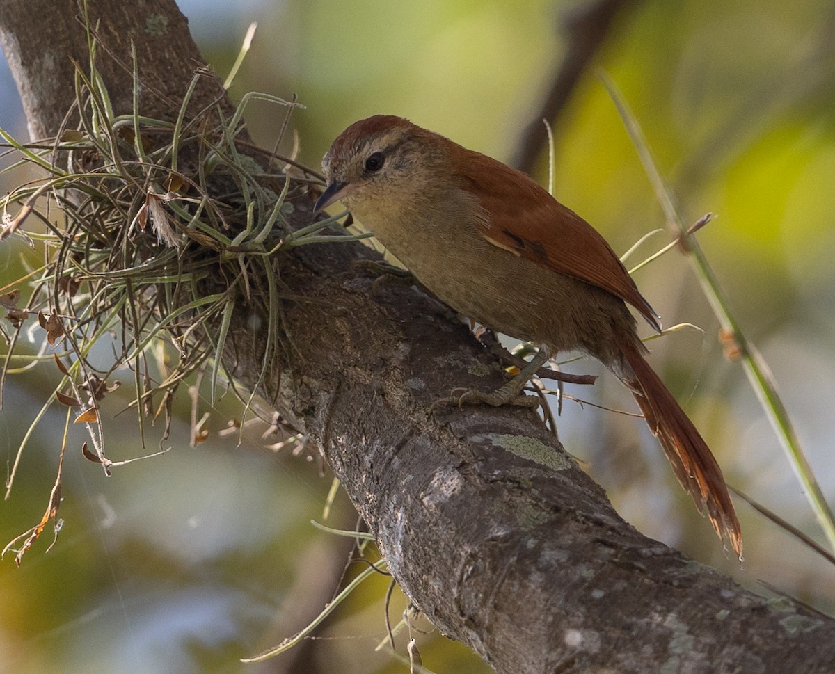 Rusty-backed Spinetail - ML581739491