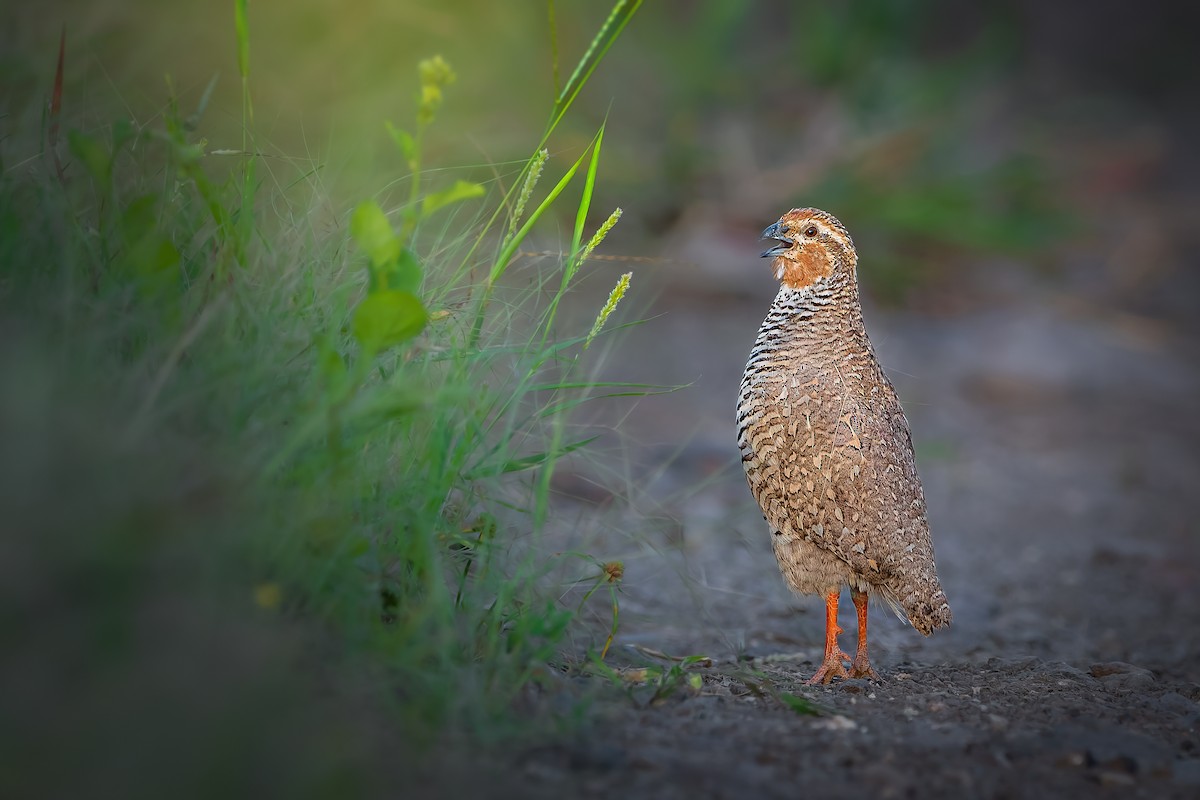 Rock Bush-Quail - ML581739661