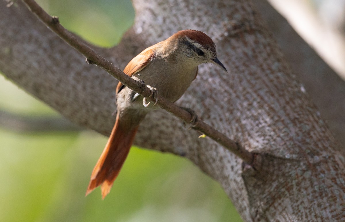 Rusty-backed Spinetail - ML581739671