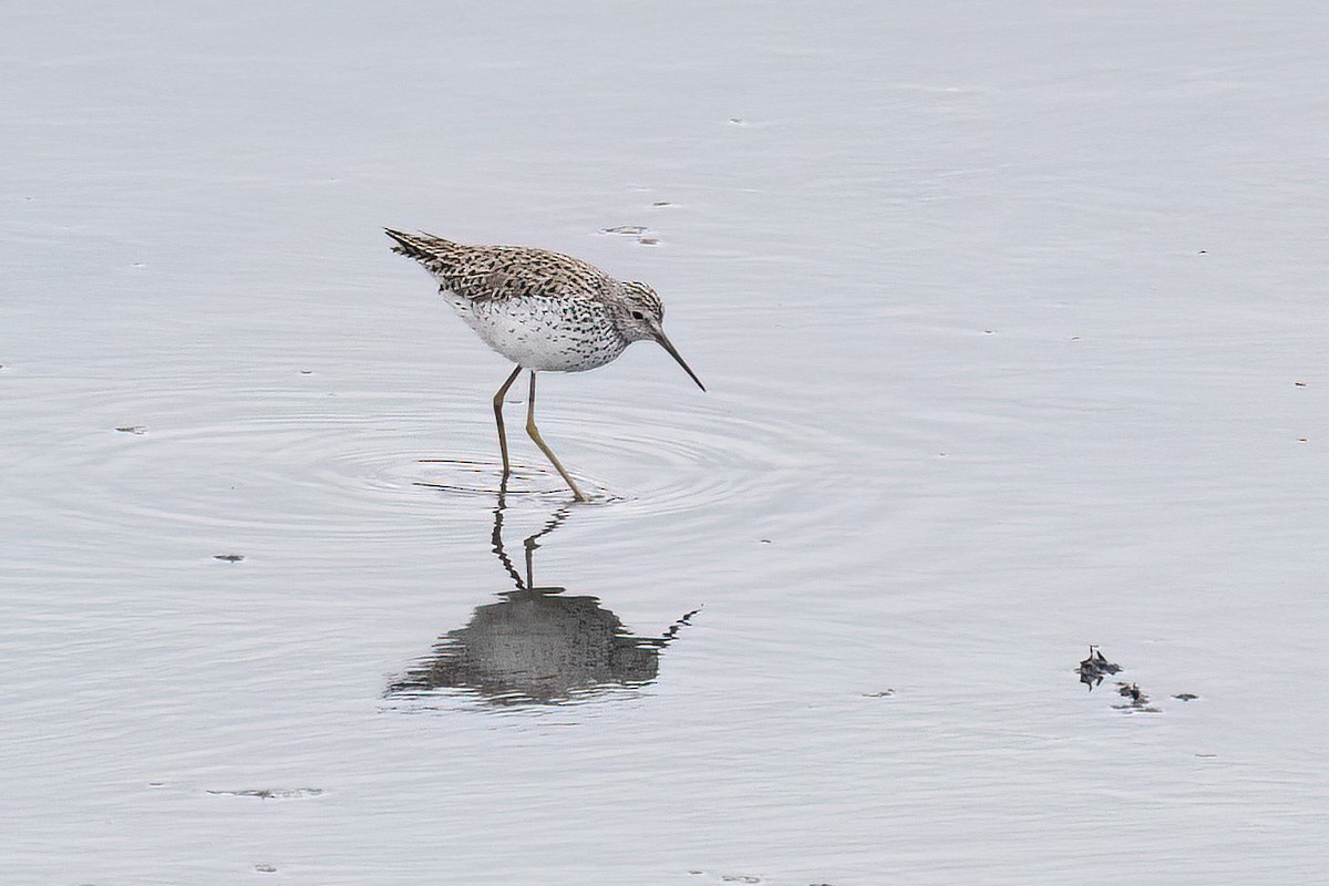 Marsh Sandpiper - Harald Dahlby