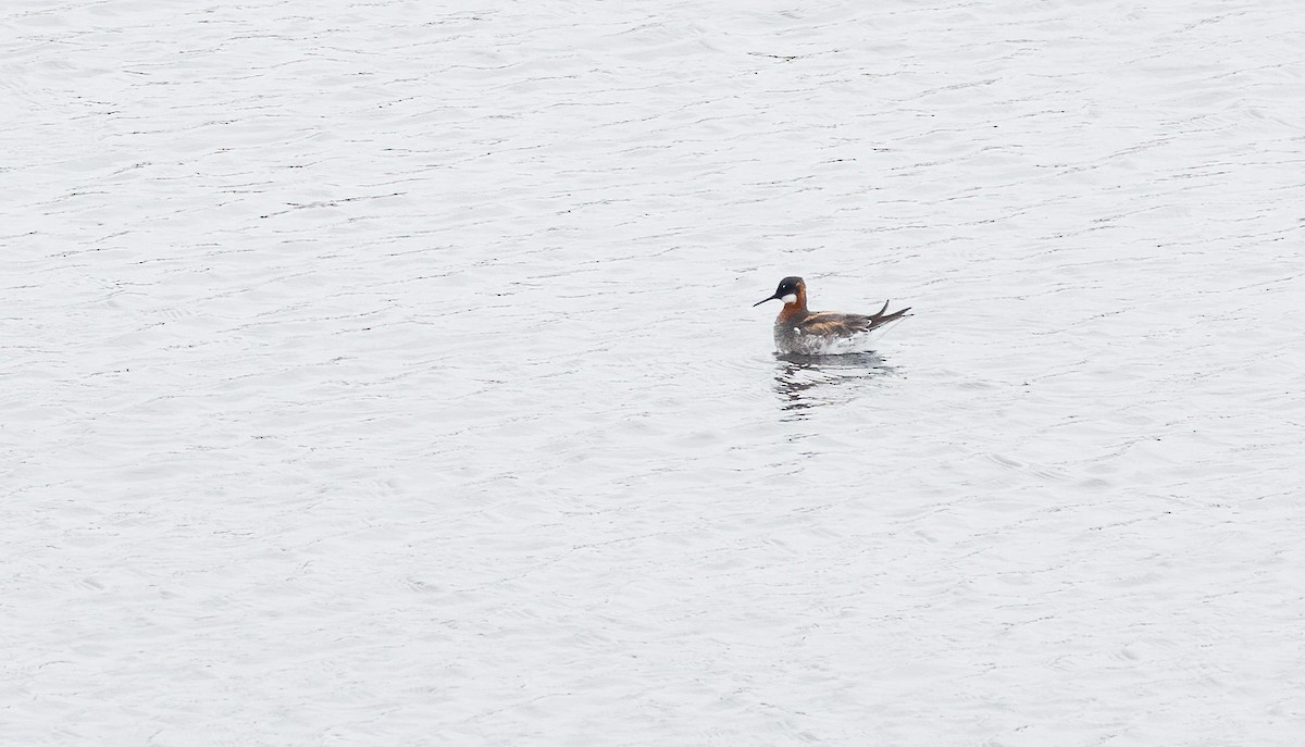 Phalarope à bec étroit - ML581740031