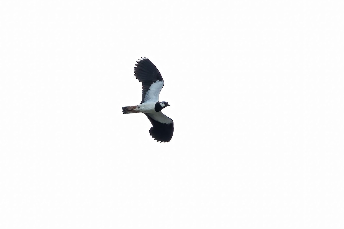 Northern Lapwing - ML581740101