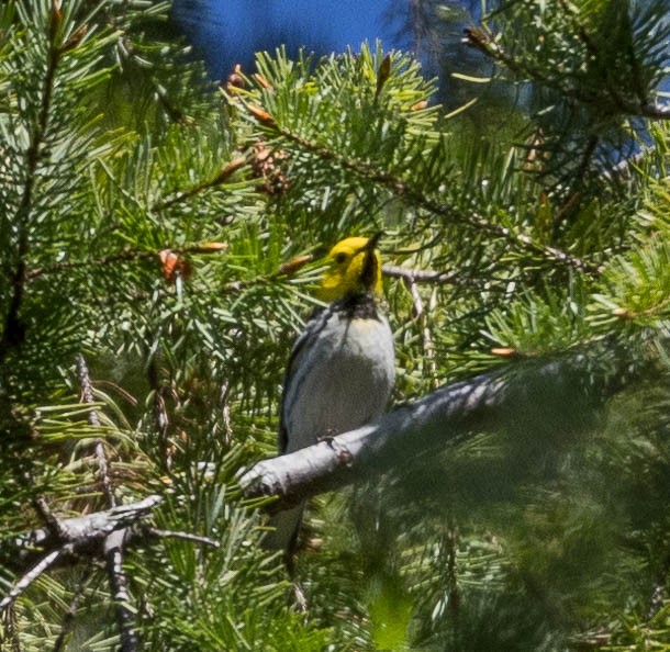 Hermit Warbler - ML581740651