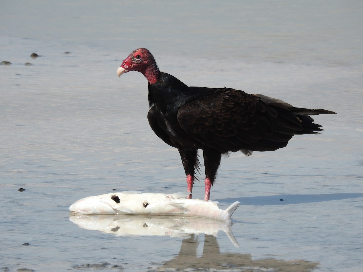 Turkey Vulture (Northern) - ML58174081