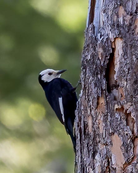 White-headed Woodpecker - ML581740821