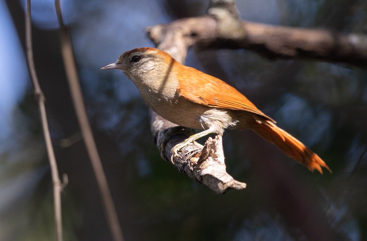 Rusty-backed Spinetail - ML581740891