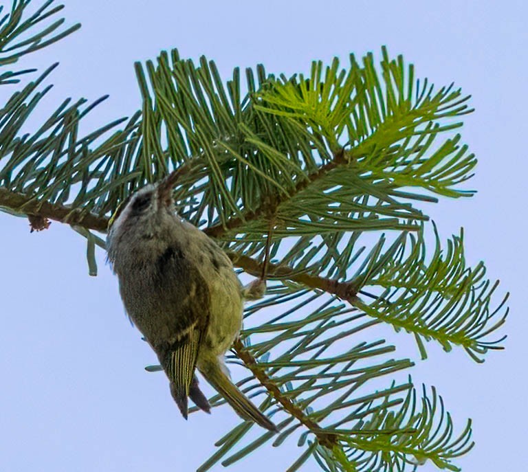 Golden-crowned Kinglet - ML581740901