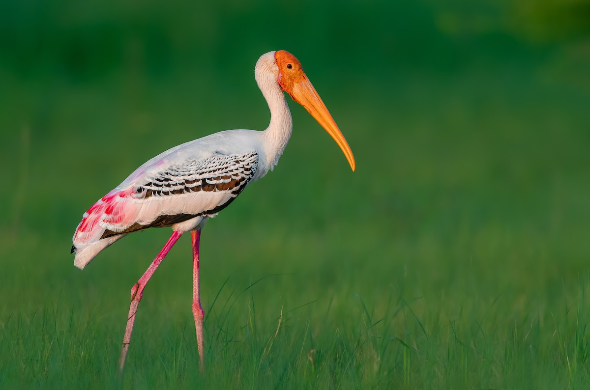 Painted Stork - Rahul Chakraborty