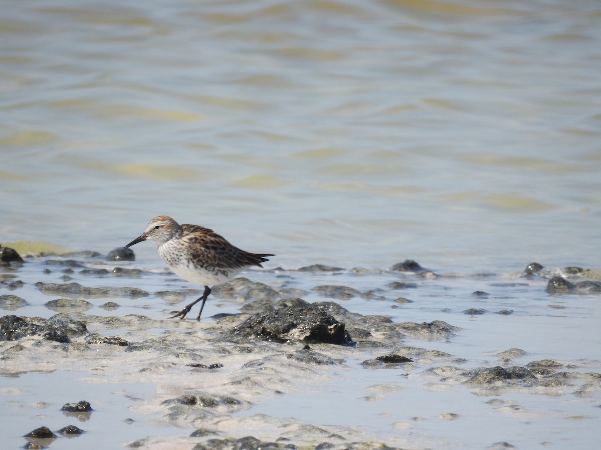 White-rumped Sandpiper - ML58174101