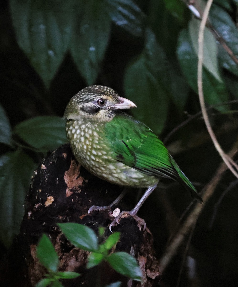 Spotted Catbird - Mary Clarke