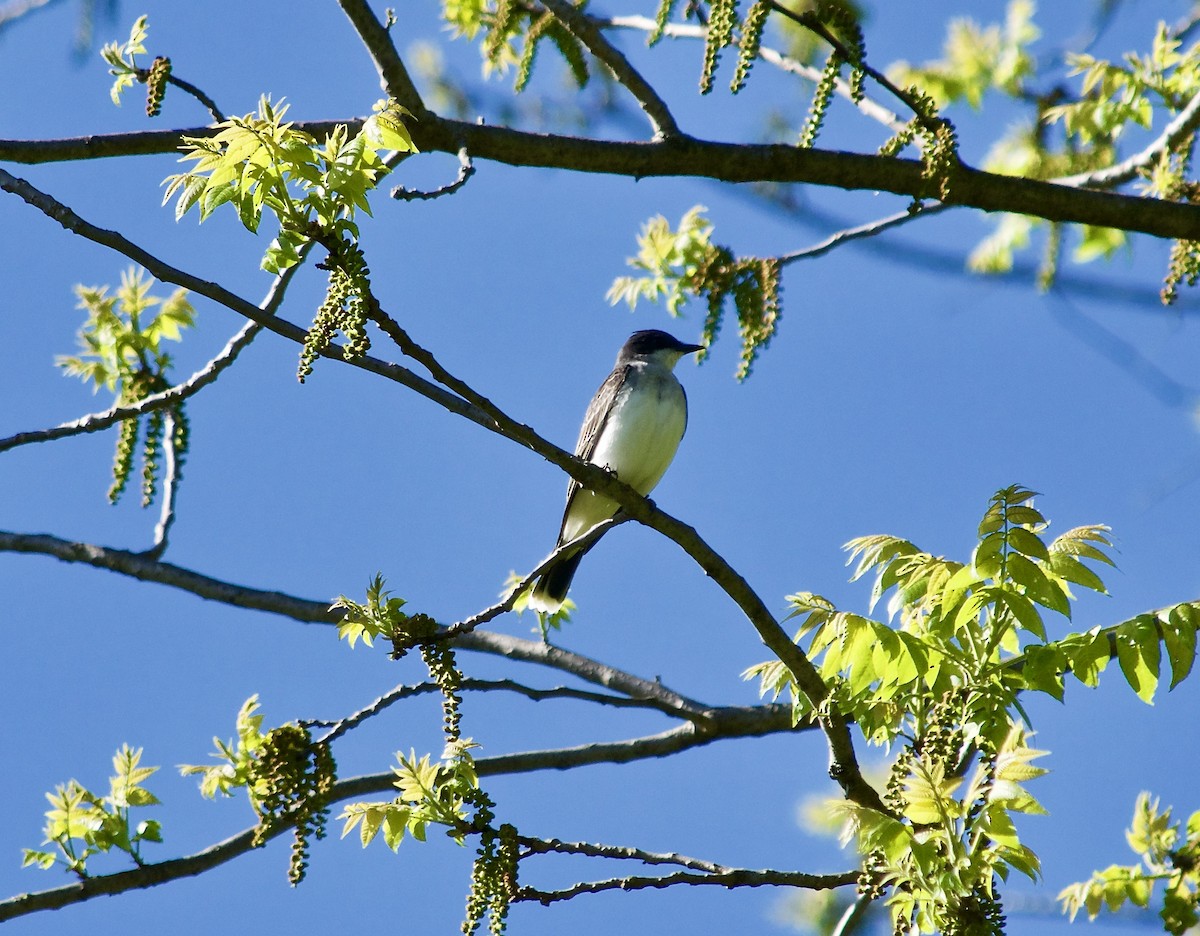 Eastern Kingbird - Michael Niven