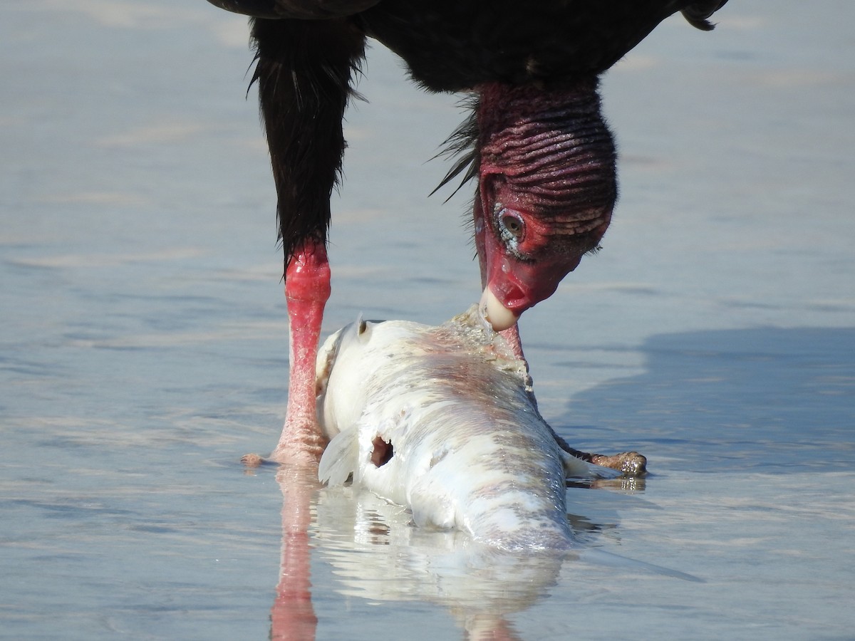 Turkey Vulture (Northern) - ML58174231