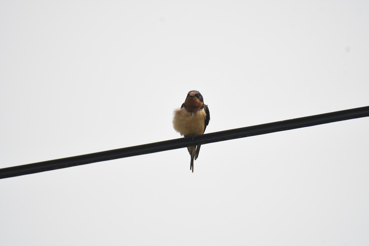 Barn Swallow - ML581742991