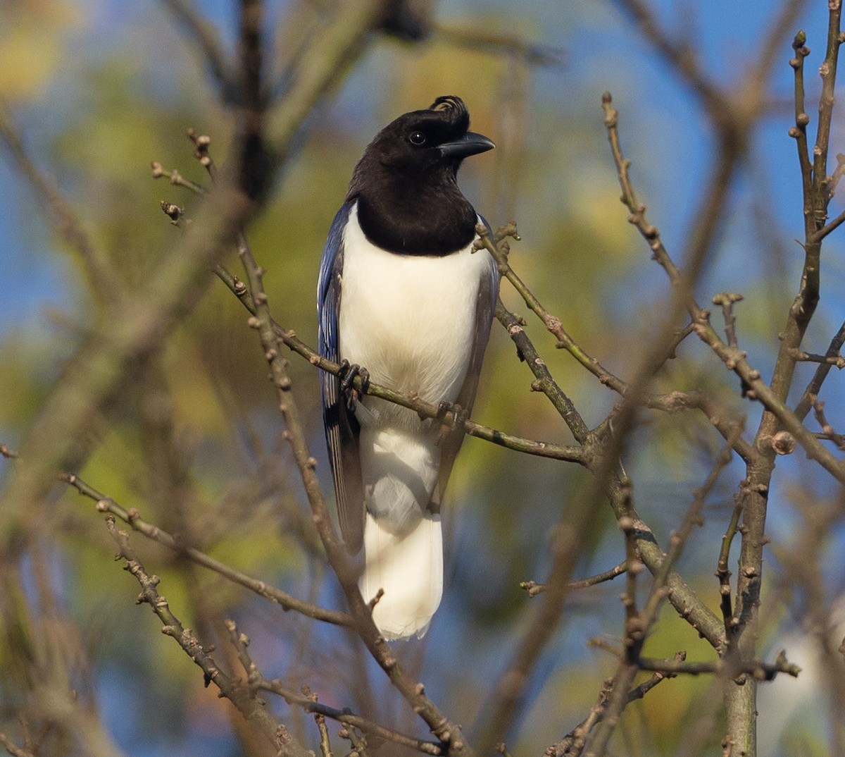 Curl-crested Jay - ML581743151