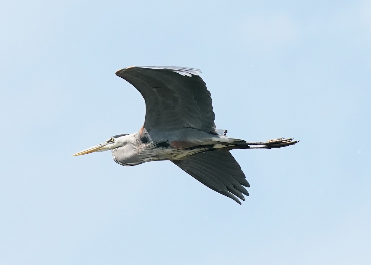 Great Blue Heron - Pam Hardy