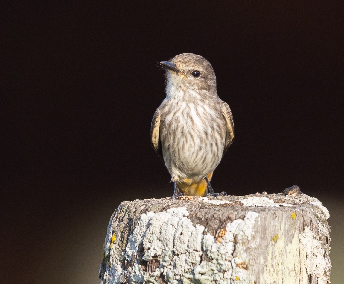 Vermilion Flycatcher - Michael Buckham