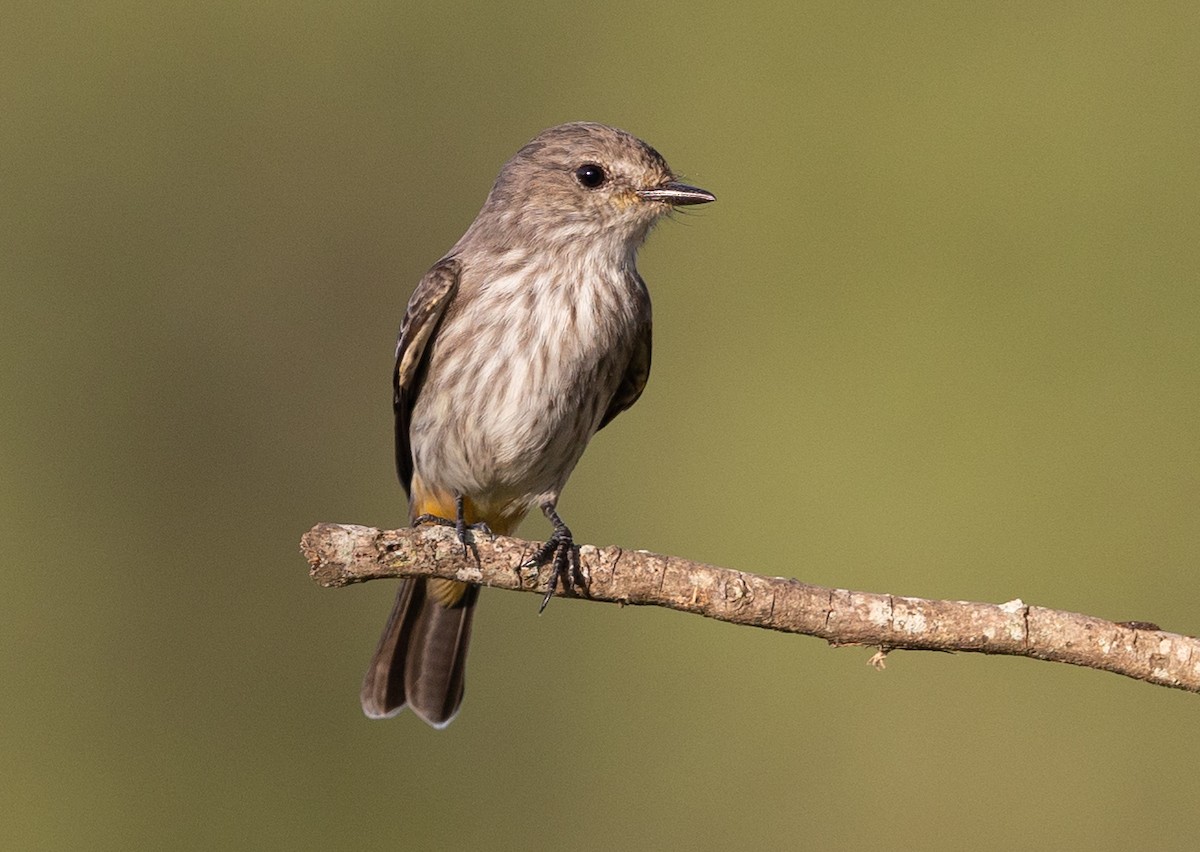 Vermilion Flycatcher - ML581743311