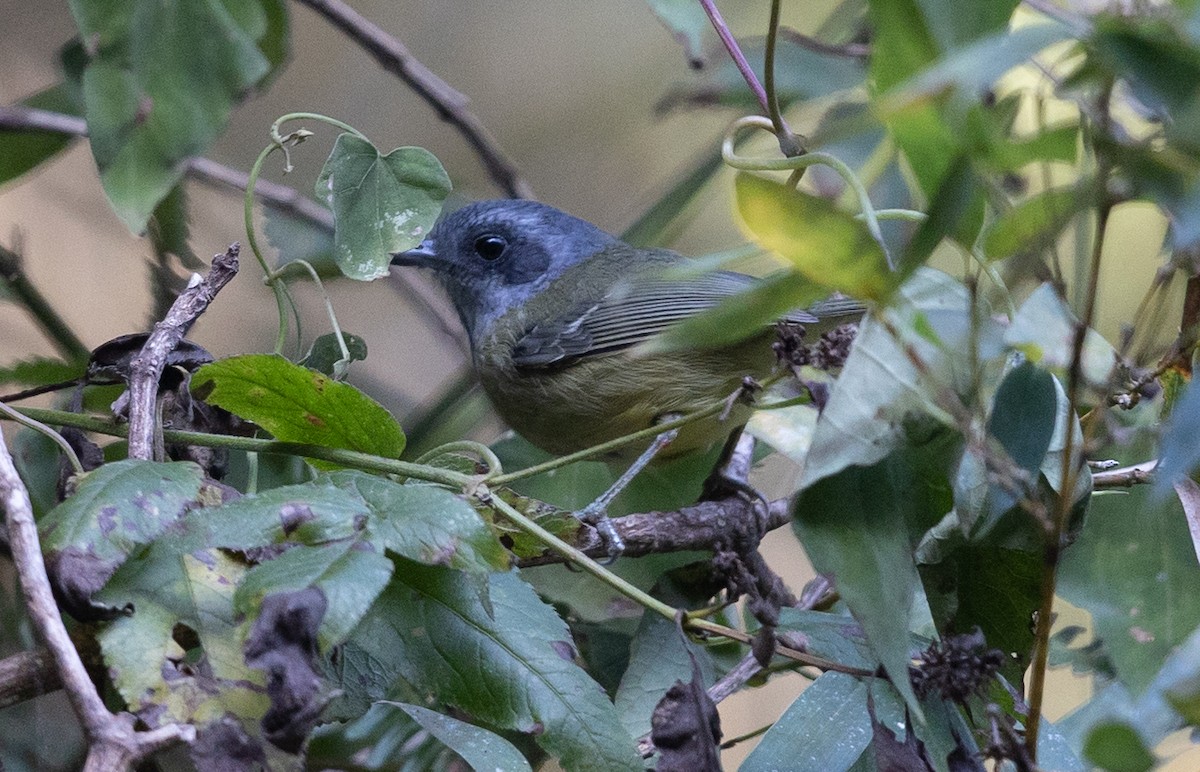 Plain Antvireo - ML581743461