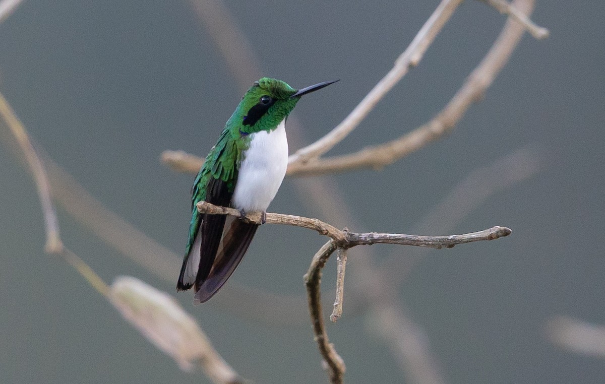 grønnkronealv - ML581743501