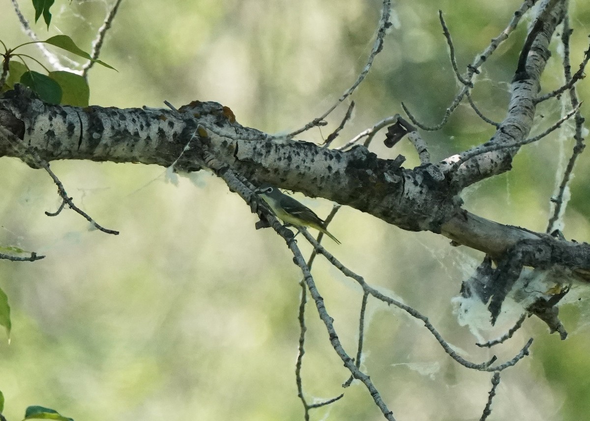 Blue-headed Vireo - ML581743531