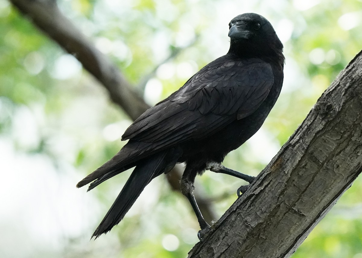 American Crow - Pam Hardy