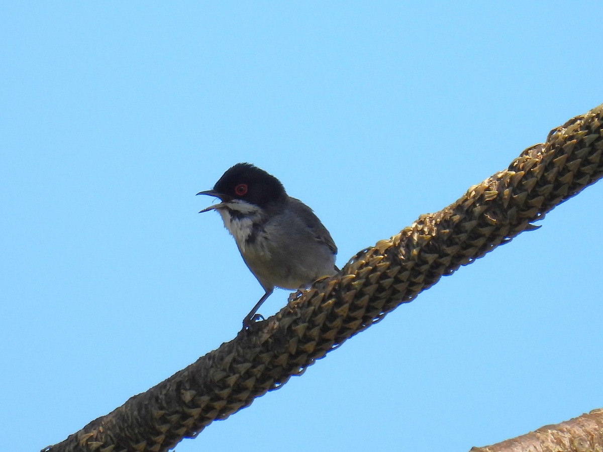 Sardinian Warbler - ML581744001