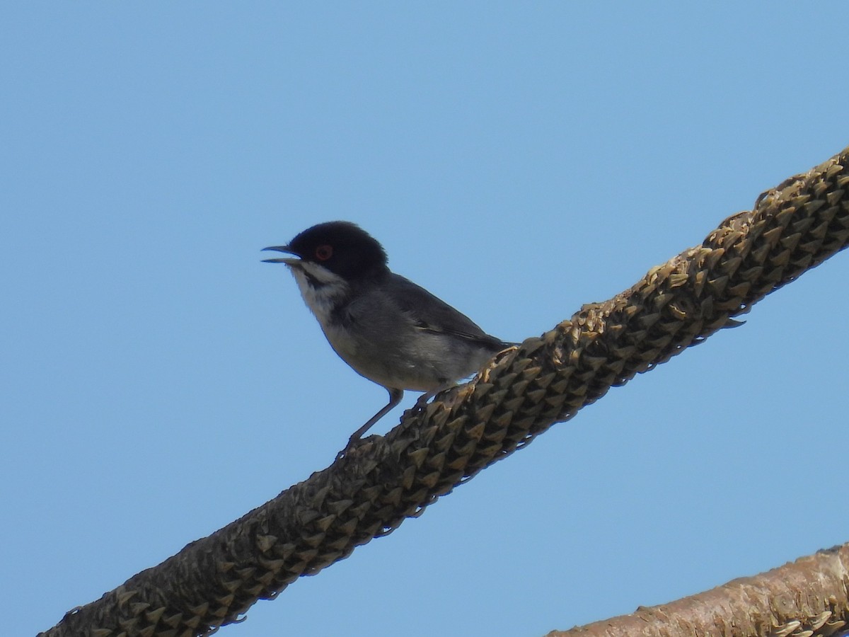 Sardinian Warbler - Simon Bradfield