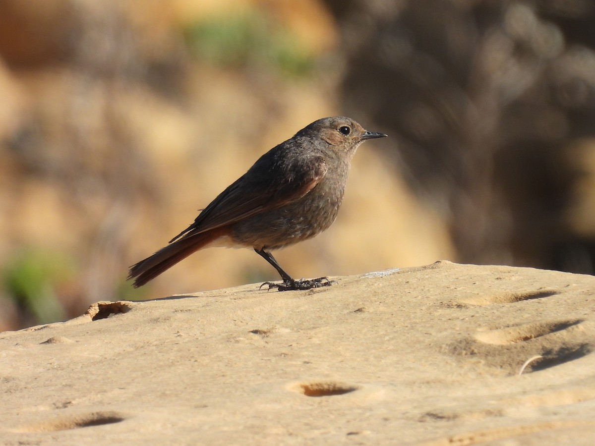 Black Redstart - Simon Bradfield