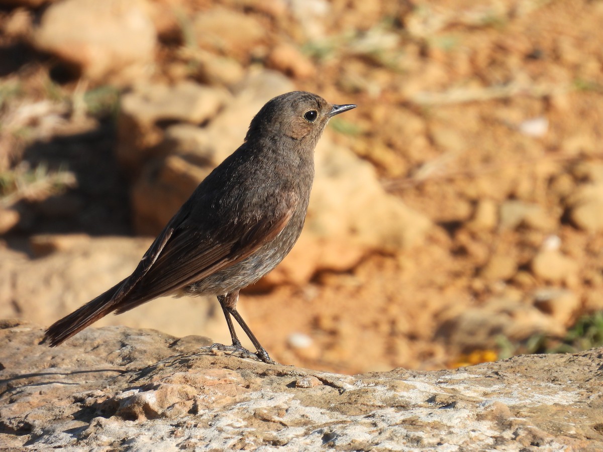 Black Redstart - Simon Bradfield