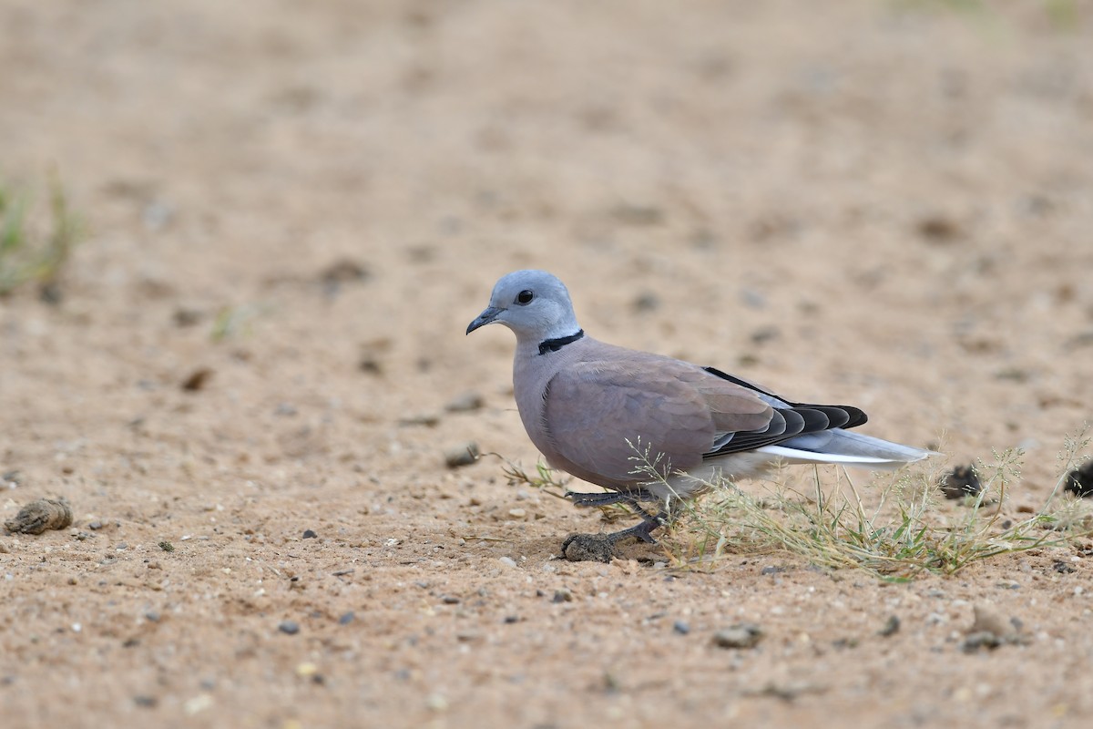 Red Collared-Dove - ML581744581