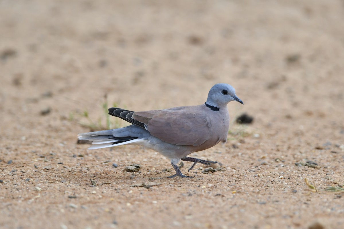 Red Collared-Dove - ML581744591