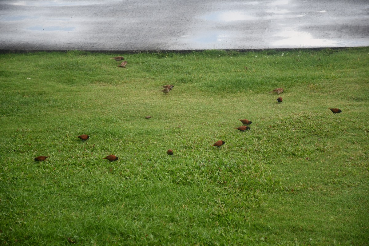 Eurasian Tree Sparrow - ML581744711