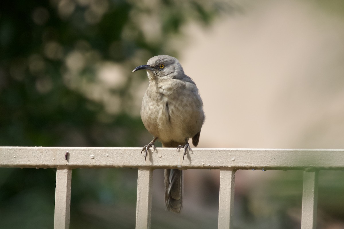 Curve-billed Thrasher (palmeri Group) - ML581745221