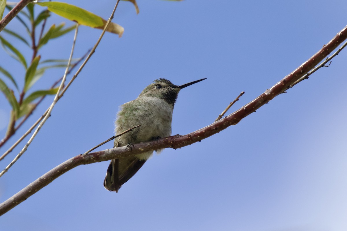 Anna's Hummingbird - ML581745231