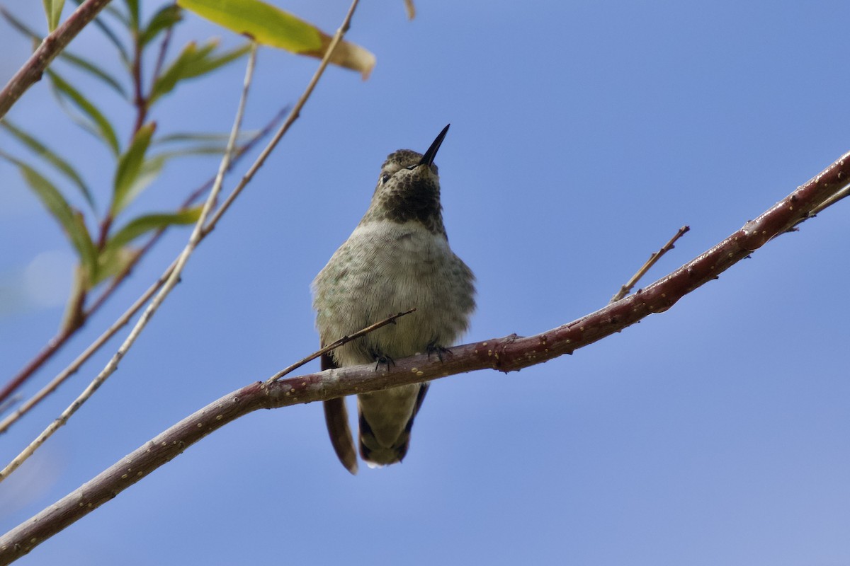 Anna's Hummingbird - ML581745241