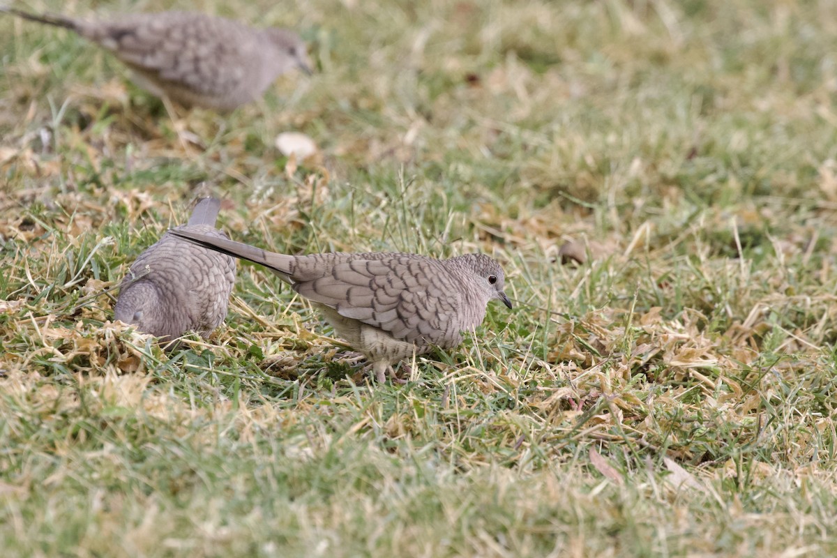 Inca Dove - ML581745251
