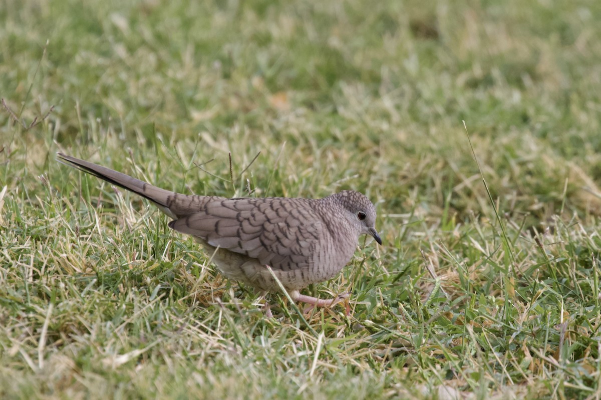 Inca Dove - ML581745261